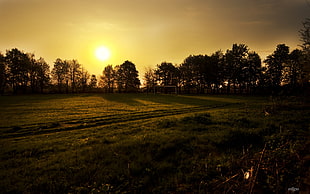 green field, nature, sunset, landscape, Sun