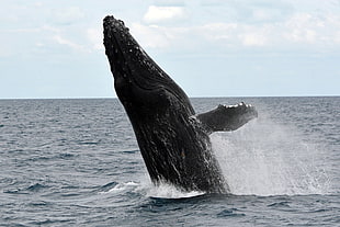 black whale show up above water sea during daytime HD wallpaper