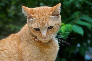 orange tabby cat behind green leaf plant