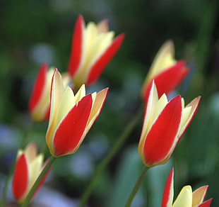 depth of field photography of red and yellow petaled flowers