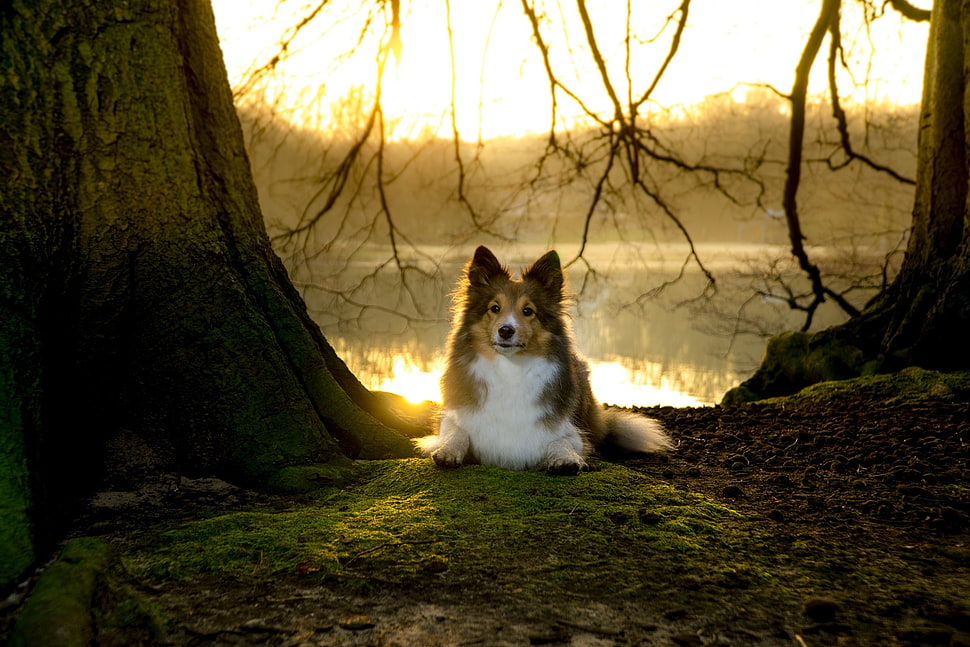 brown and white border collie dog HD wallpaper