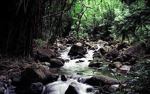 brown rocks, river, forest, rock, jungle HD wallpaper