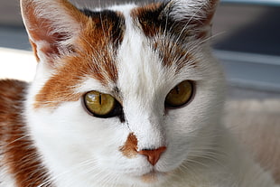 close up photo short-fr white and brown cat