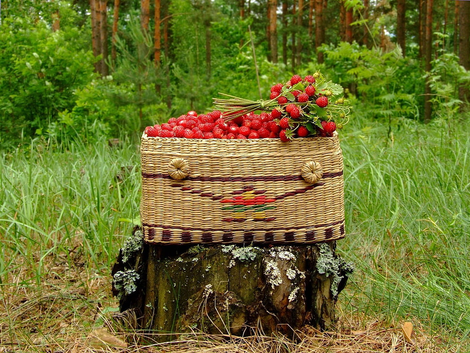 red berries in brown wicker basket photo HD wallpaper