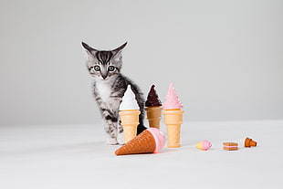 four icecream toys near brown tabby kitten HD wallpaper