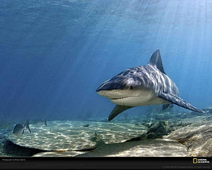 gray shark screenshot, shark, National Geographic HD wallpaper