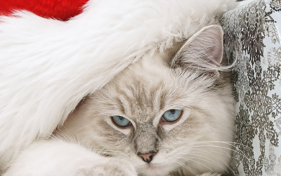 white and gray persian cat HD wallpaper