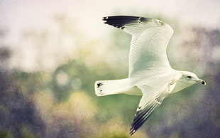 Wildlife photography of seagull