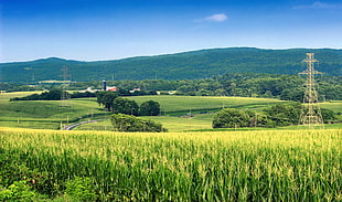 landscape photography of rice fields during daytime, church hill