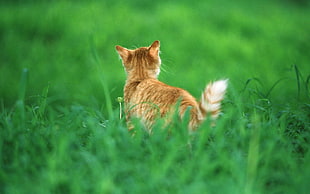 micro shot photography of orange tabby kitten