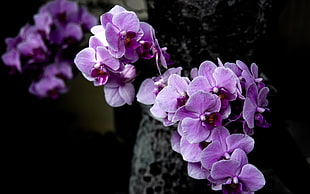 purple Moth Orchids