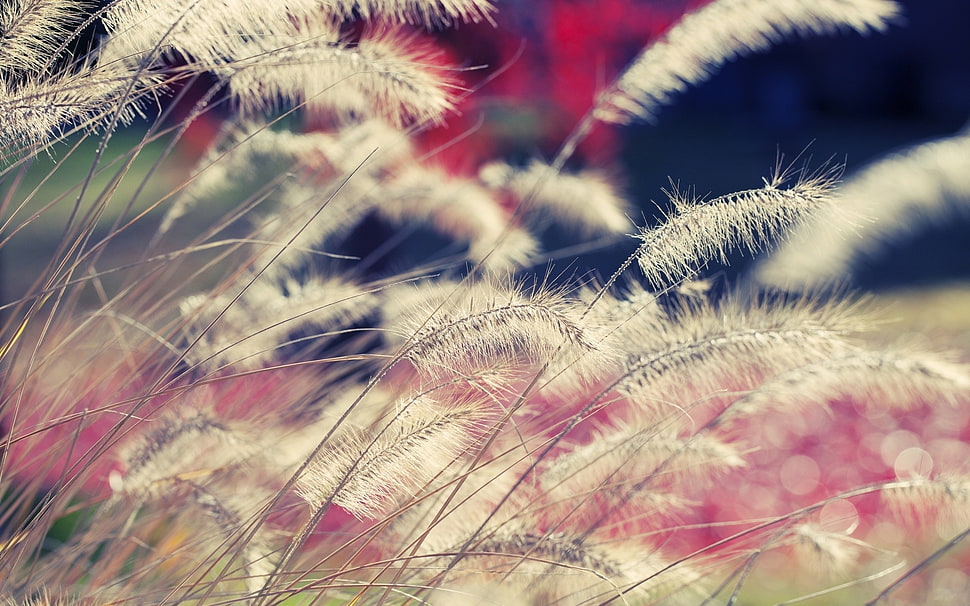 selective focus photography of white grasses HD wallpaper