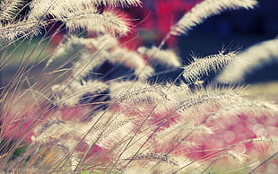 selective focus photography of white grasses