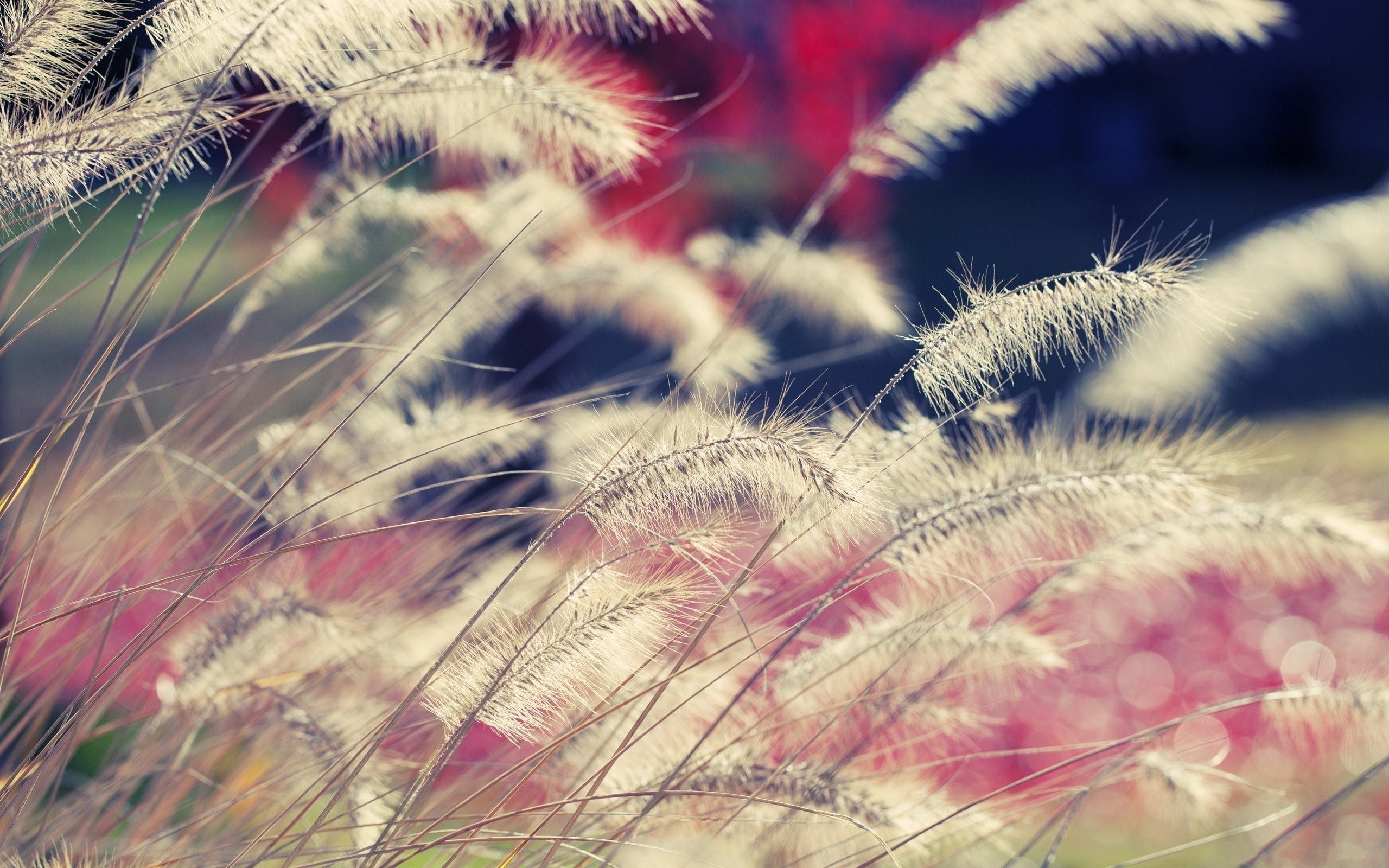 selective focus photography of white grasses