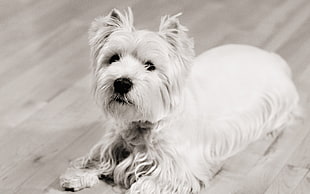 grayscale photo of West Highland White Terrier