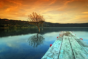 bare tree on body of water photography