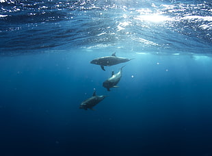 three dolphins in water HD wallpaper