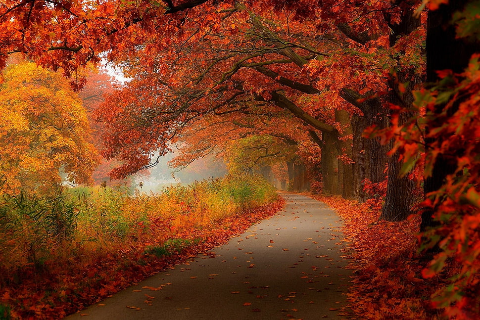 red leafed tree beside asphalt road HD wallpaper