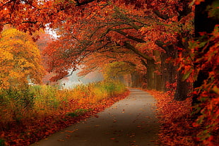 red leafed tree beside asphalt road