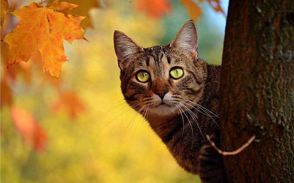 brown Tabby cat on tree branch near maple leaf HD wallpaper