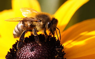 closeup photography of Honeybee perched on yellow petaled flower