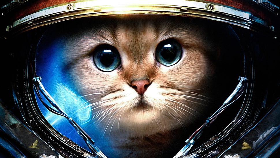 cat astronaut HD wallpaper