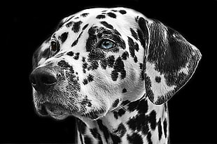 close up photo of black and white dalmatian dog HD wallpaper