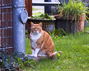orange and white cat near black steel post