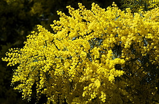 yellow plant HD wallpaper