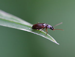 brown blister beetle on leaf selective focus photo, carabidae