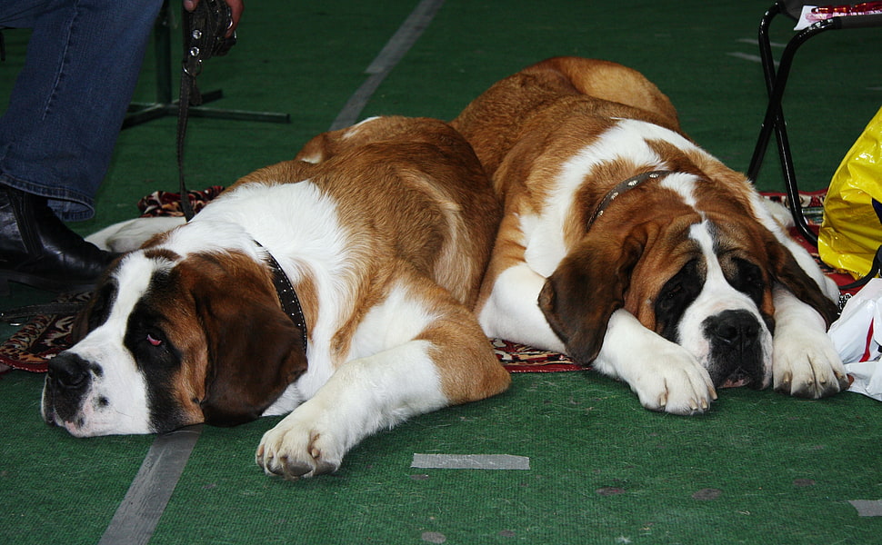 two St. Bernard dog HD wallpaper
