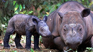 two Rhino's on a forest