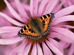 monarch butterfly, small tortoiseshell HD wallpaper