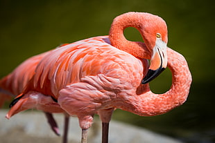 pink flamingo closeup photo HD wallpaper