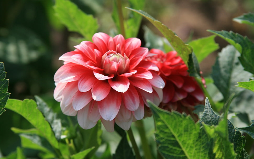 macro photography of red-and-white flower with green leaves HD wallpaper