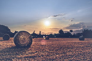 field of hay, sunlight, field, landscape HD wallpaper