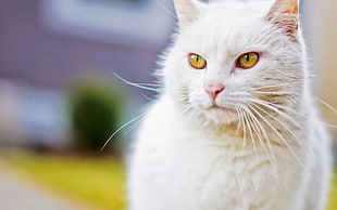 white short-coated cat in tilt-shift lens photography