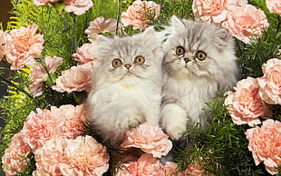 closeup view of two white cats