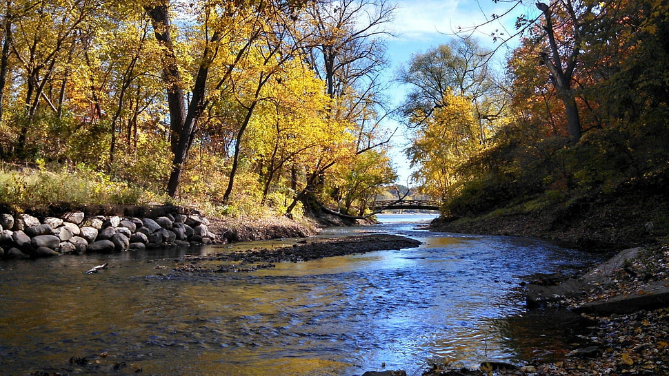 yellow trees, river, nature, landscape, trees HD wallpaper