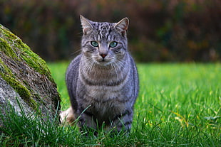 gray and black tabby cat on green grass
