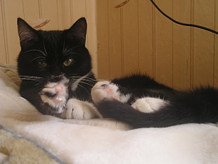 Cat,  Lying,  Face,  Spotted