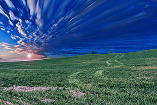 green field under blue sky HD wallpaper