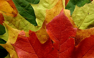 close up photography of Maple leafs