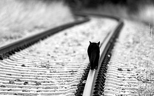 railway, cat, black cats HD wallpaper