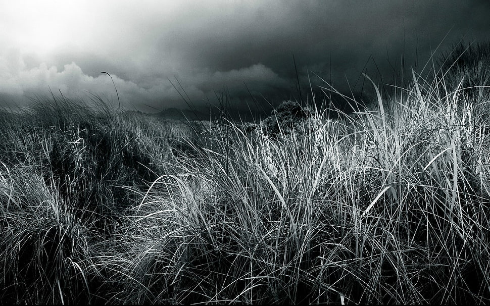 grass, grass, plants HD wallpaper