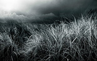 grass, grass, plants HD wallpaper