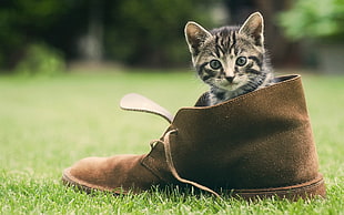 silver tabby kitten on brown boots