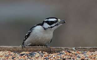 white-and-black bird on brown wooden bar, downy woodpecker, picoides