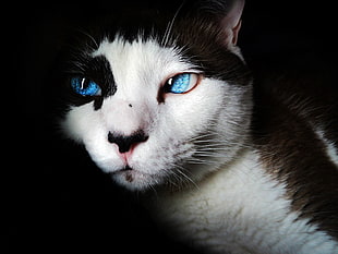 white and brown cat with blue eyes