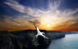 white bird flying near mountain HD wallpaper
